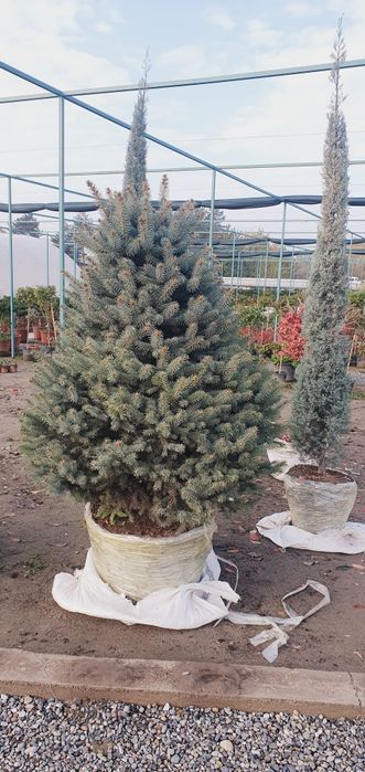 Галубаяел, Ёлка  Продается