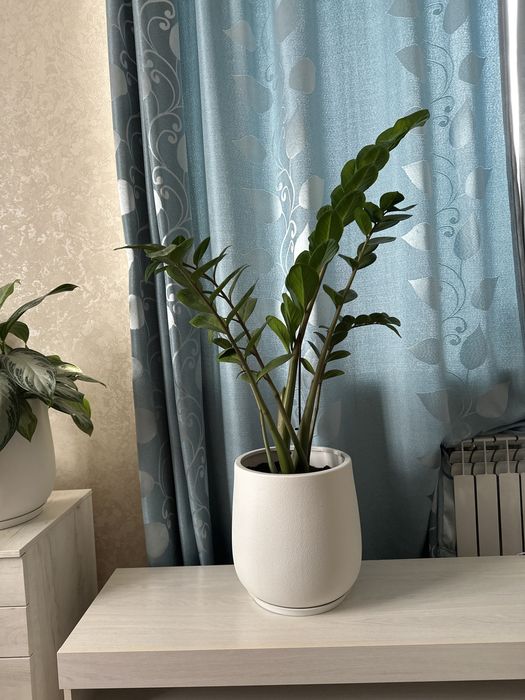 Замиокулькас цветы