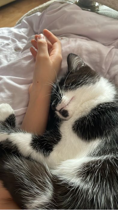 Отдам кошку даром