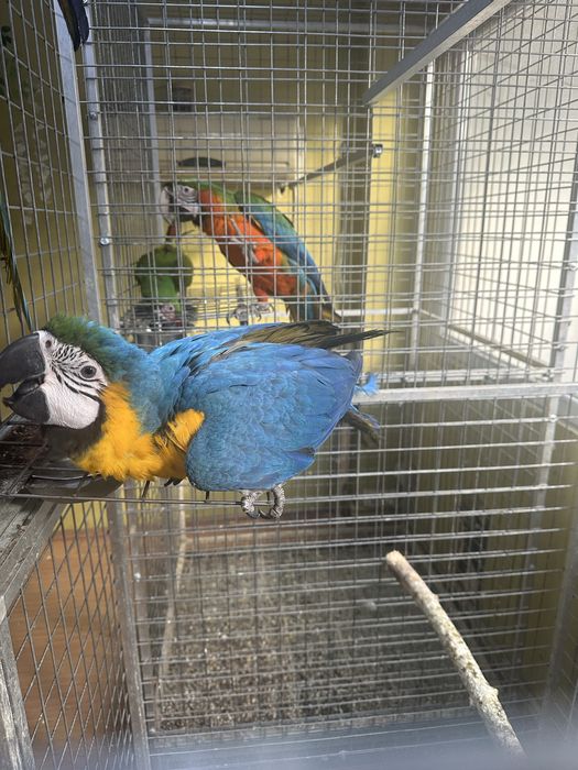 Pui papagal ara araruna