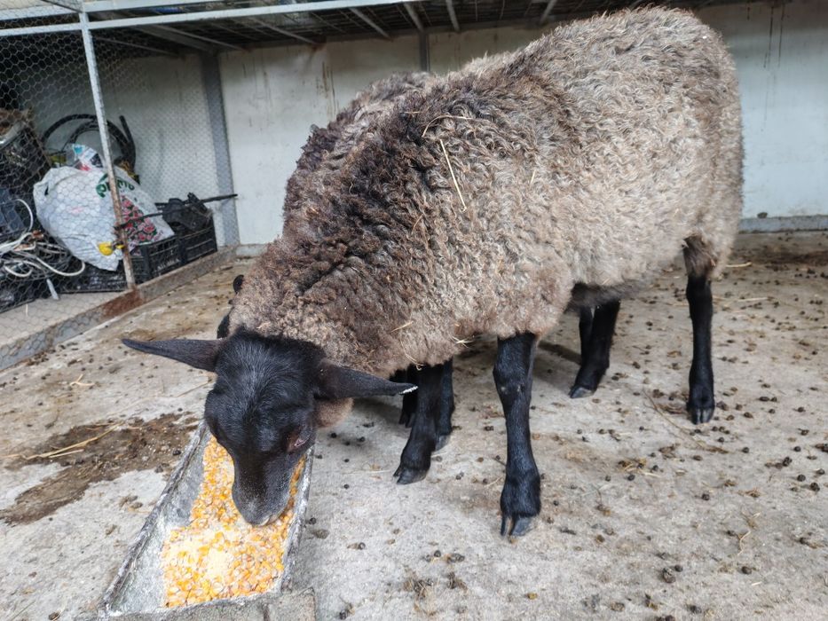 Familie de români 2 femele și un mascul