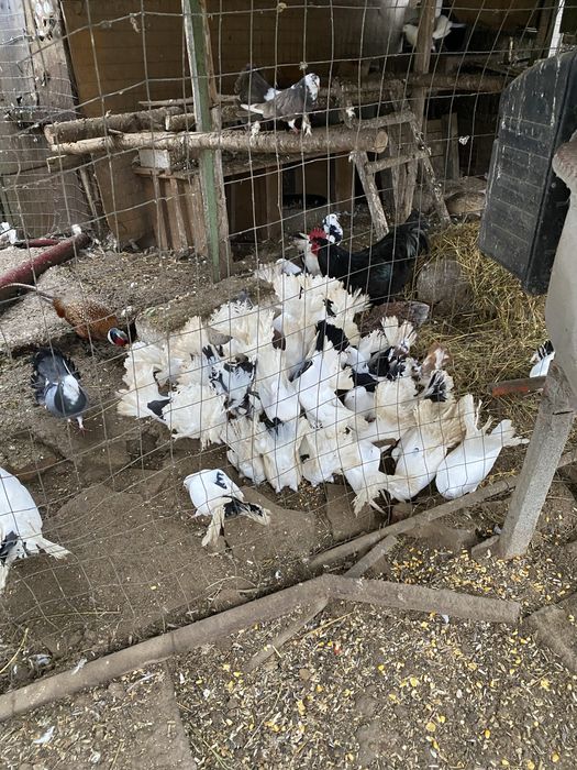 Porumbei voltati frumosi