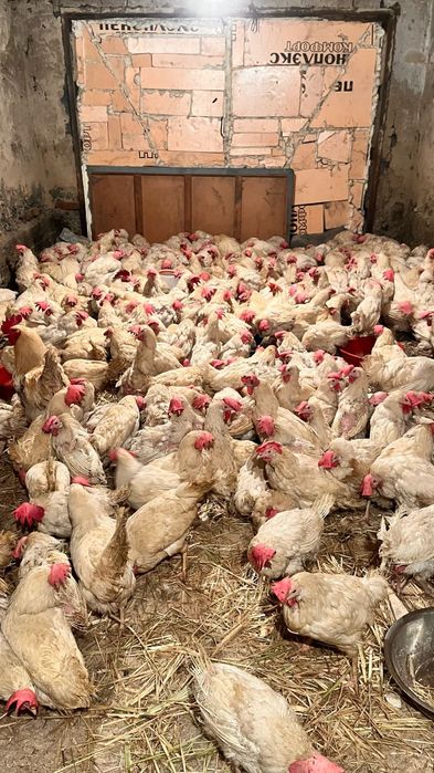 Продам курей несушек.