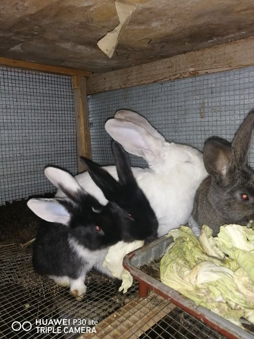 Кролики! Мать Великан от пароды Барана родила 2х месечный
