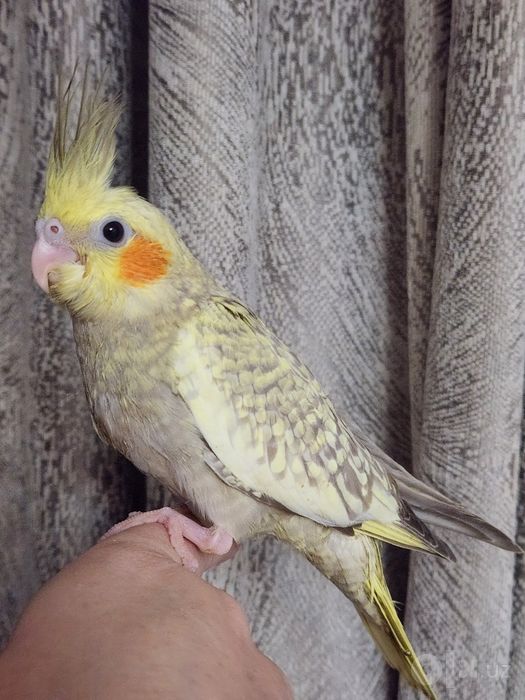 Продам ручных выкормышей корелл