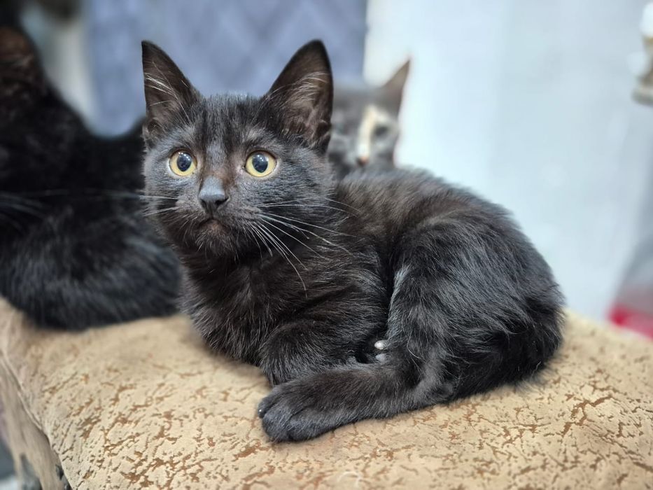 Отдам котенка в добрые руки !