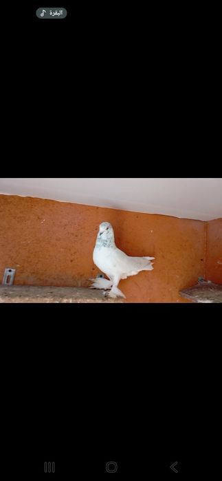 Сотилади кафтар нар