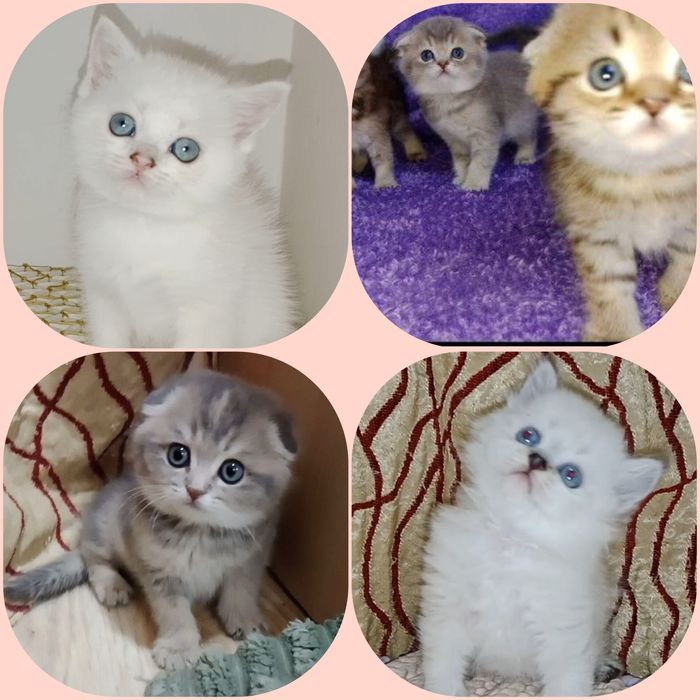 Вязка. Временная скидка. Роскошный редкого  окраса  SFS 71 a 33 кот