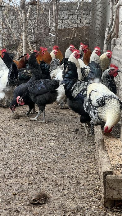 Хуроз хўроз xoroz бор қон чиқариш ва истемолга еш ва бақуват хўрозлар