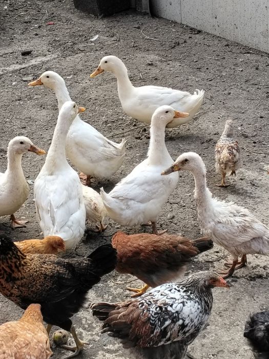 Rațe Românești crescute natural.