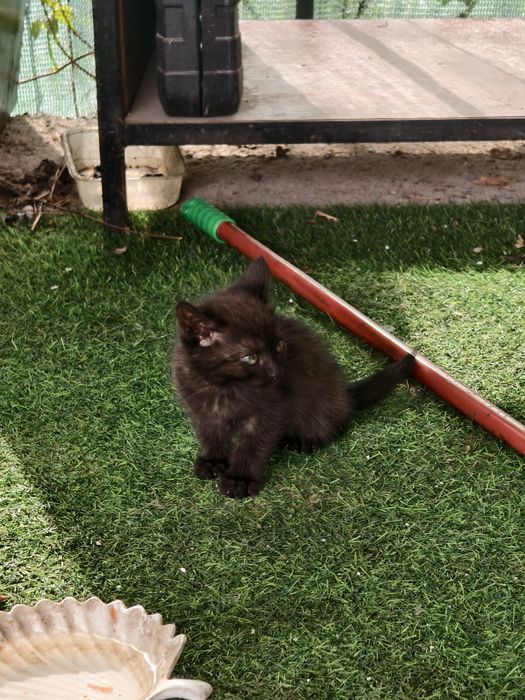 Отдам котят, мкр Айгерим 2