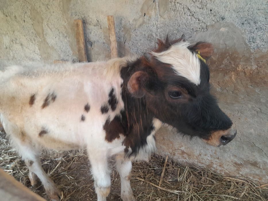 Ургашы баспак сатылады