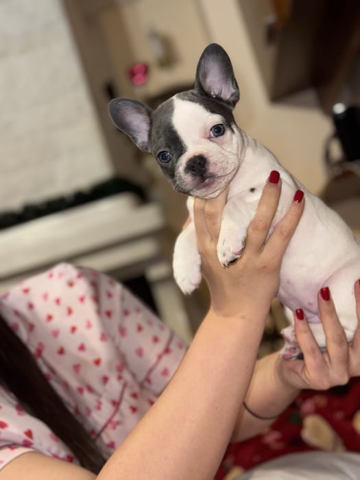 Френски булдог женски син ген с родословие