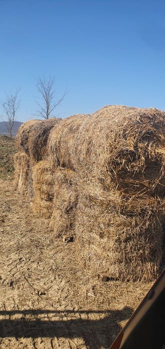 Baloți paie orzoaică