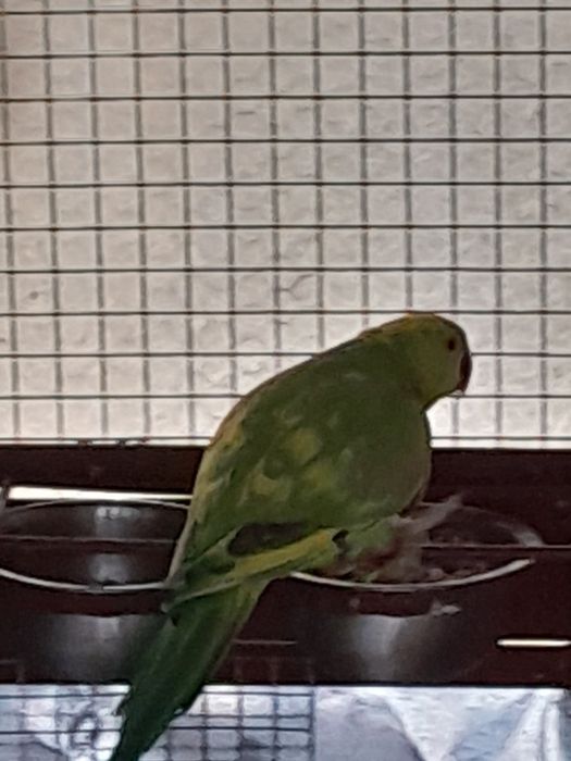 Papagali Micul Alexandru de vânzare.