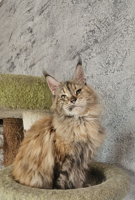 Мейн кун девочки