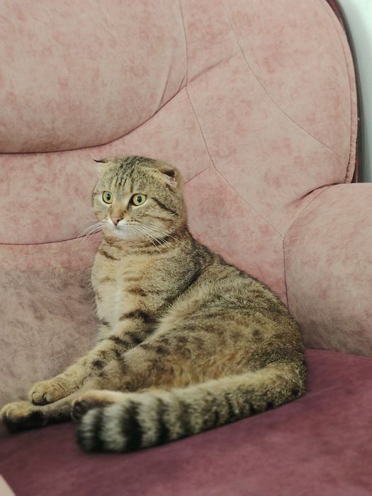 Кот скотиш продаётся в харошие руки