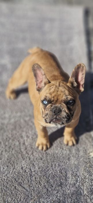 Femela Buldog Francez 6 luni