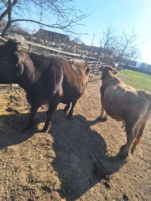 Vaci de lapte de vanzare