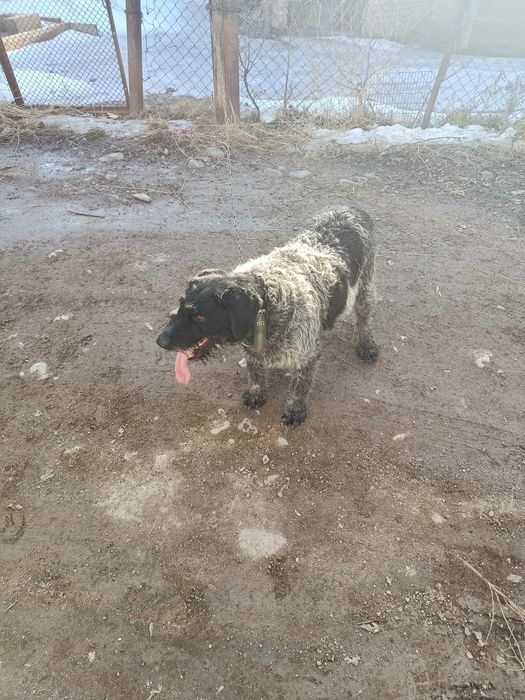 Дратхар сучка 3 года