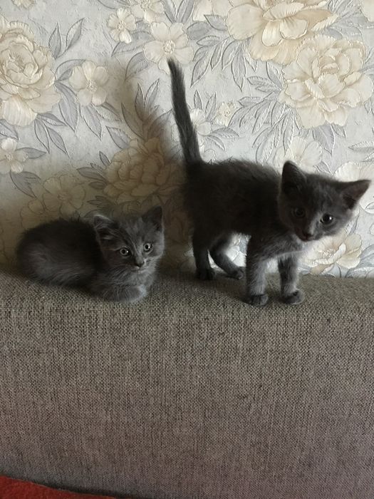 Котята в добрые и любящие руки.