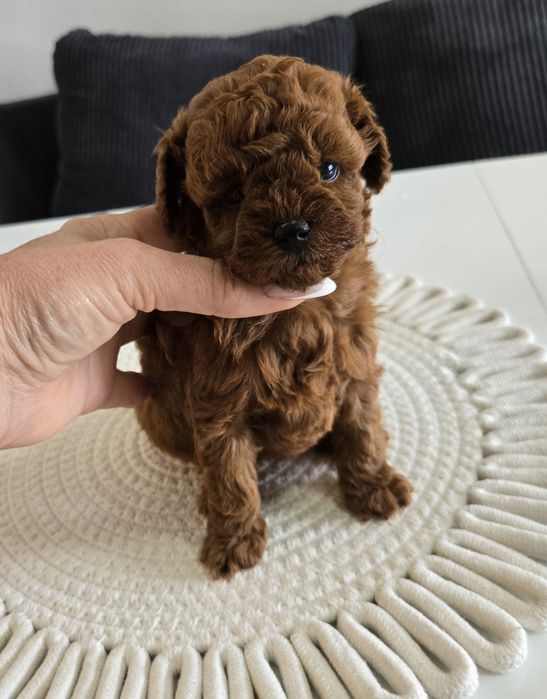 Пудел Тийкъп ,Пудел той Рооdle с родословие