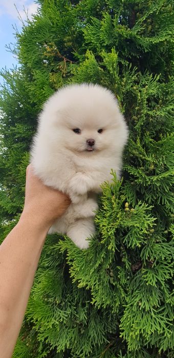 Померан мини мини