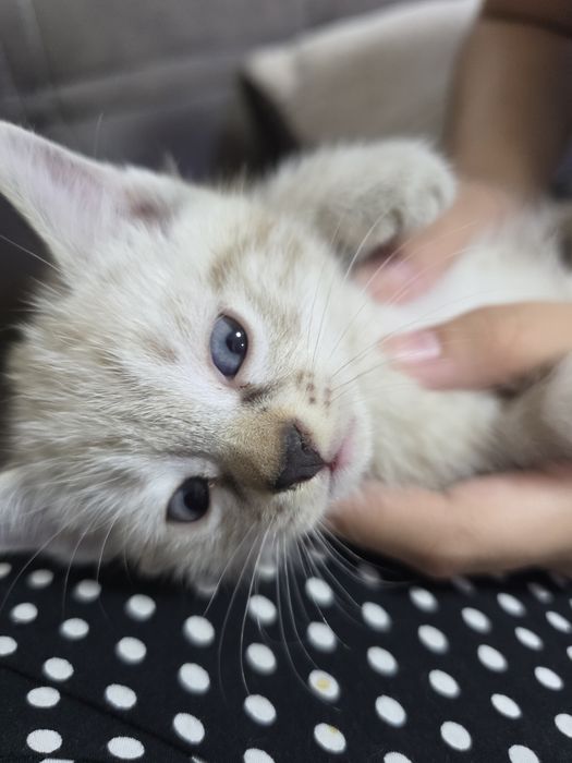 Продается котенок
