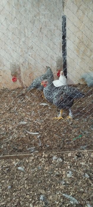 Продам молодых  петушков