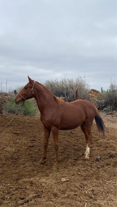 Дончак кунан сатылады
