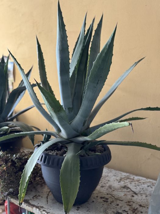 Aloe vera ghiveci mare  adusa din Croatia