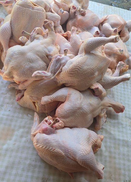 Бролерные курицы.