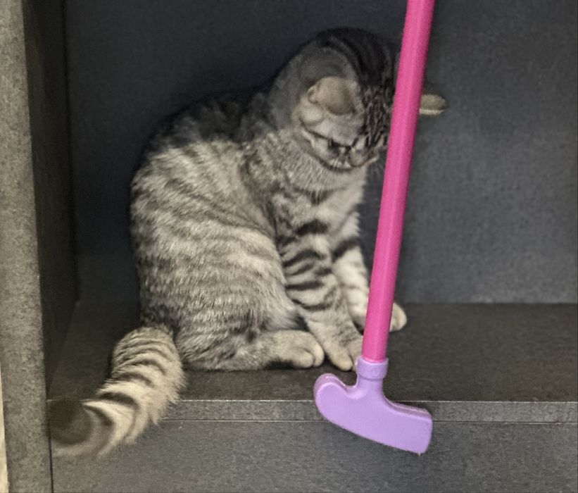 Котенок Британец 3.5 мес