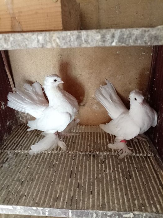 Голуби статные кептер