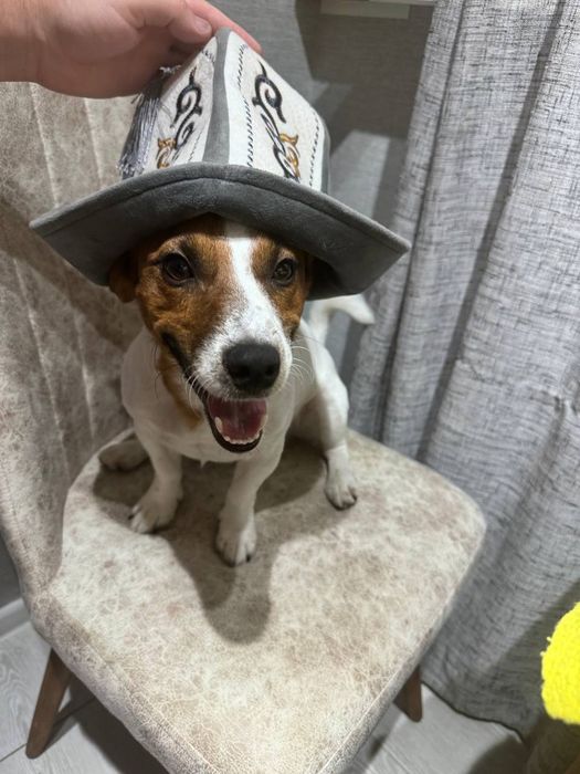 Вязка Jack Russell — Ташкент