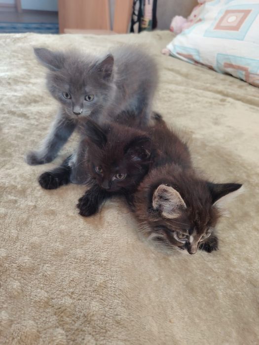 Отдам котят в хорошие руки