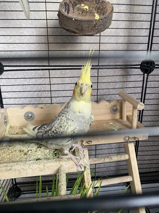 Продам кореллу самка