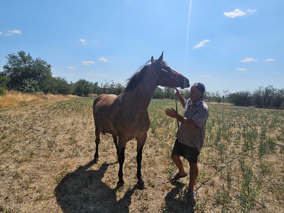 Iapa de vanzare 6 ani