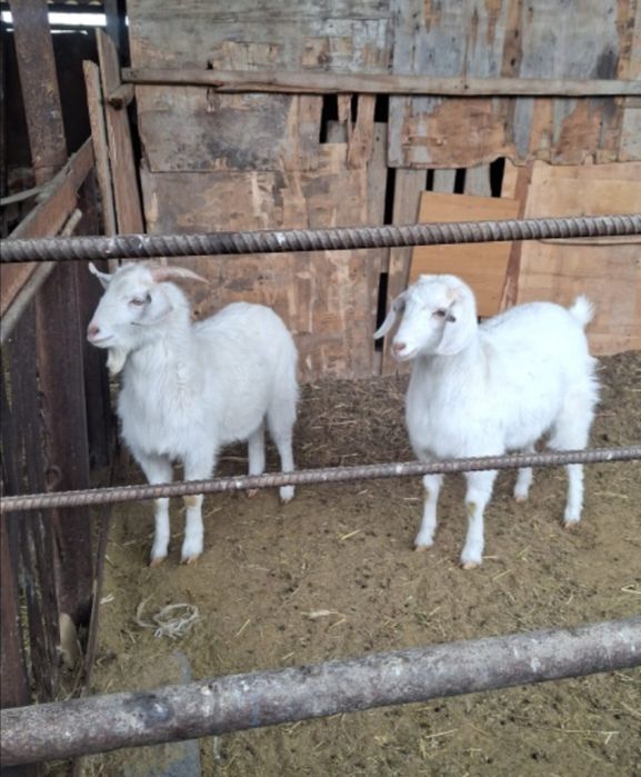 Продам мальчика девочку