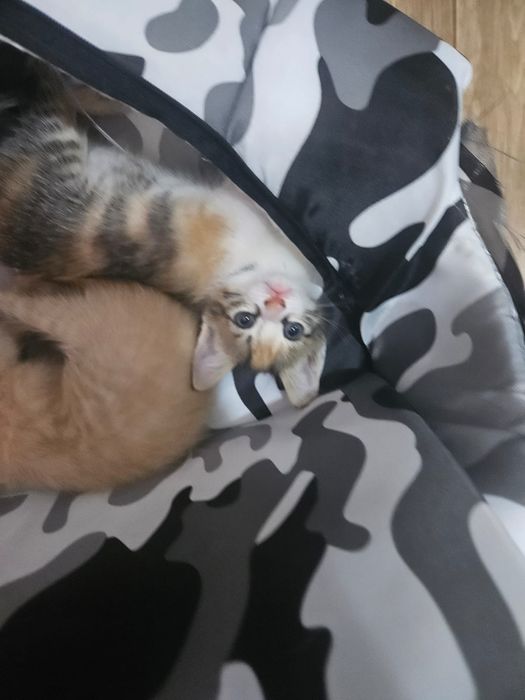 Котенка в добрые руки