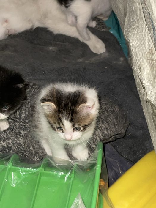 Отдам котят в добрый руки