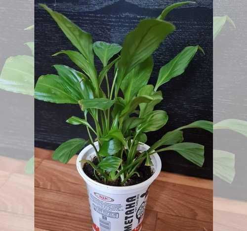 Отдам Женское счастье -спатифиллум