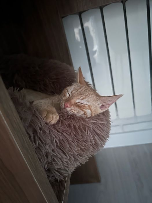 Пропала кошка срочно