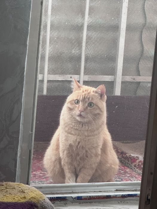 Гарфилд ищет дом