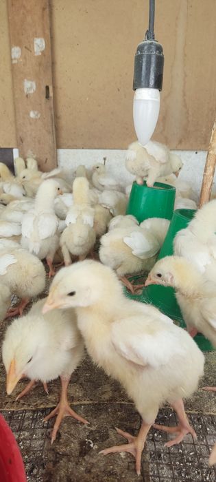 Продам бройлеров цыплят