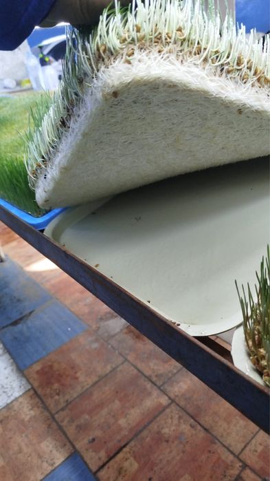 Гидропонная пшеница