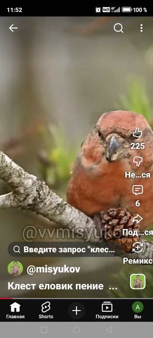 Продам птицу певчие