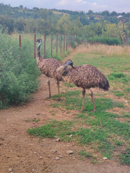 Vând struț emu, femelă, in varsta de 4 ani Dumesti • OLX.ro