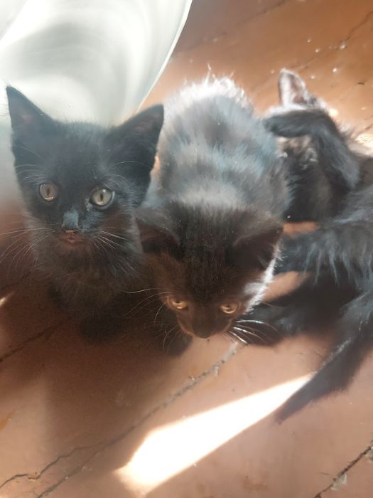 Отдам котят Тайской кошки