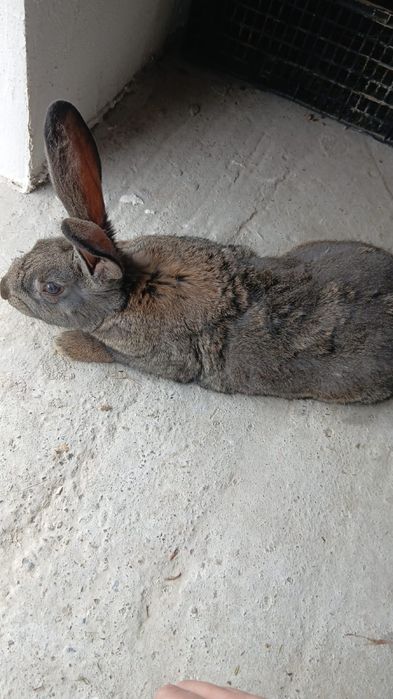 Vand iepuri  belgieni